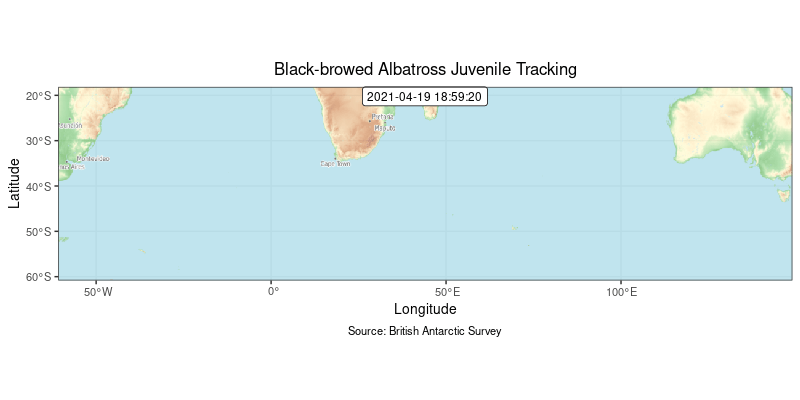 Black-browed albatross juvenile tracking animation