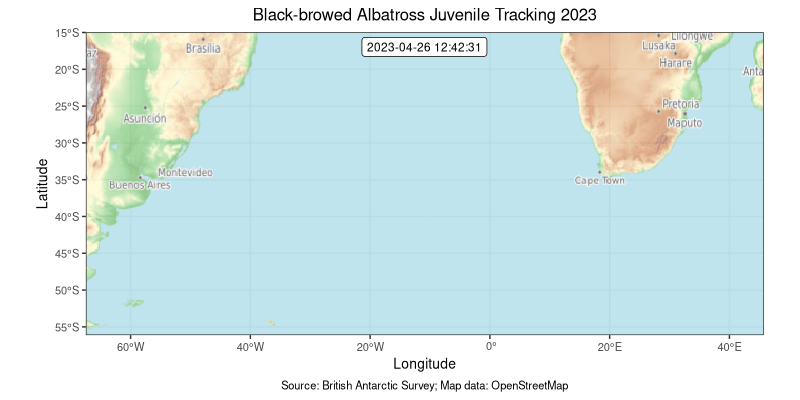 Black-browed albatross juvenile tracking animation